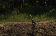 Anhinga melanogaster