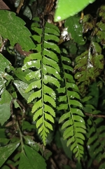 Polystichum formosanum