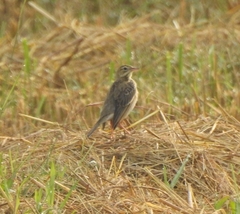 Anthus godlewskii