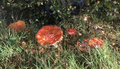 Amanita muscaria