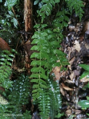 Polystichum formosanum