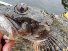 Myoxocephalus scorpius