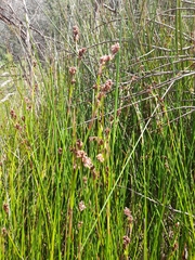 Machaerina rubiginosa