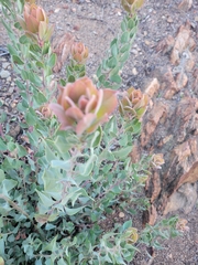 Arctostaphylos glandulosa