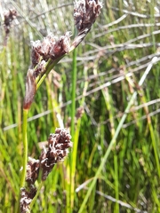 Machaerina rubiginosa