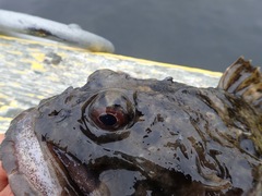 Myoxocephalus scorpius