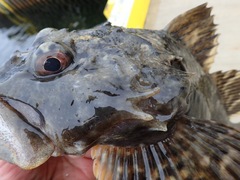 Myoxocephalus scorpius