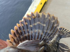 Myoxocephalus scorpius