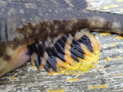 Myoxocephalus scorpius