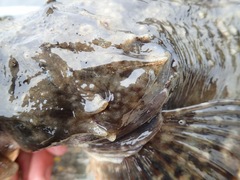 Myoxocephalus scorpius