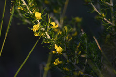 Aspalathus subtingens