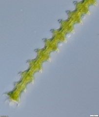 Triploceras gracile