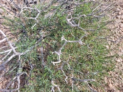 Psorothamnus arborescens