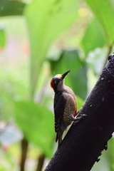 Melanerpes pucherani