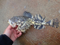 Myoxocephalus scorpius