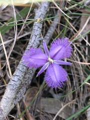 Thysanotus tuberosus
