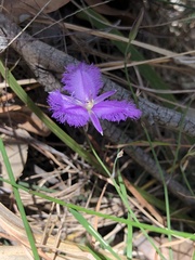 Thysanotus tuberosus