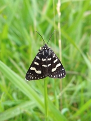 Phalaenoides tristifica