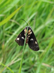 Phalaenoides tristifica