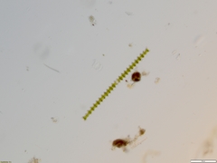 Triploceras gracile