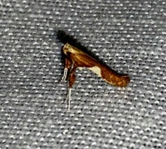 Caloptilia stigmatella
