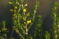 Aspalathus subtingens