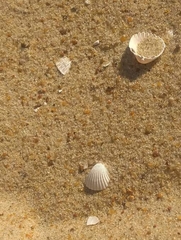 Cerastoderma glaucum