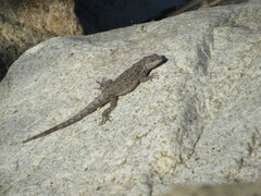 Urosaurus nigricauda