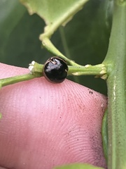 Coptosoma xanthogramma