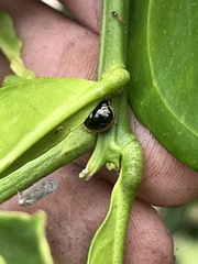 Coptosoma xanthogramma