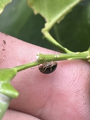 Coptosoma xanthogramma
