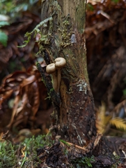 Pseudoclitocybe