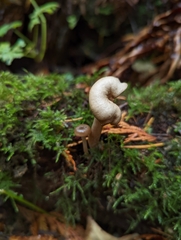 Pseudoclitocybe