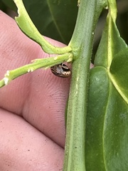 Coptosoma xanthogramma