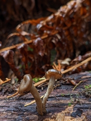Pseudoclitocybe
