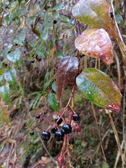 Gaultheria leucocarpa
