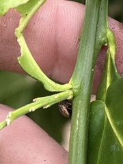 Coptosoma xanthogramma