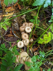Pseudoclitocybe