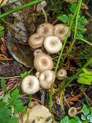 Pseudoclitocybe