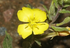 Oenothera villosa