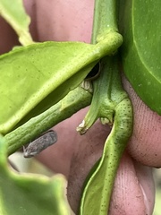 Coptosoma xanthogramma
