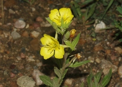 Oenothera villosa