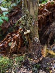 Pseudoclitocybe