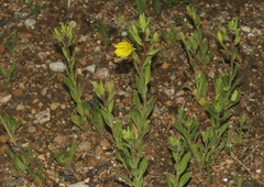 Oenothera villosa