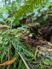 Pseudoclitocybe