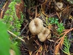 Pseudoclitocybe