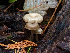 Pseudoclitocybe