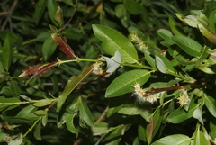 Salix planifolia