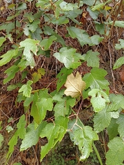 Rubus formosensis