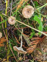 Pseudoclitocybe